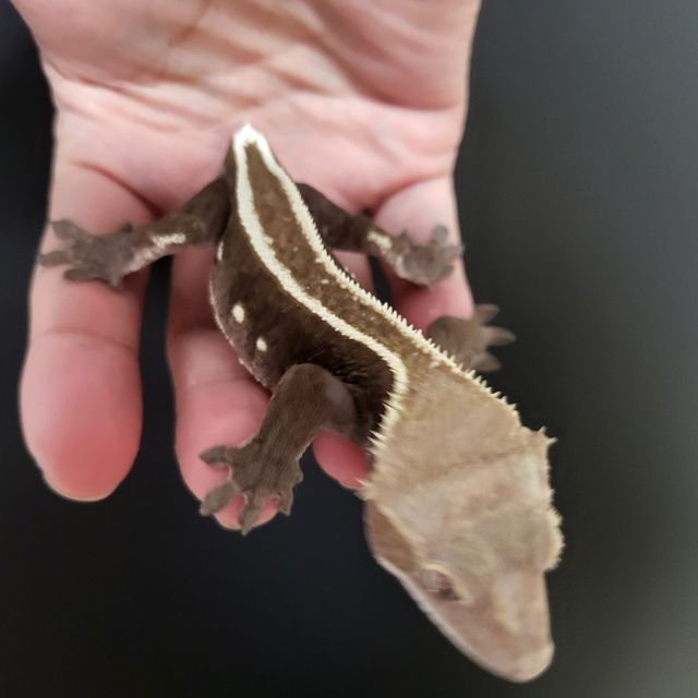 아잔틱