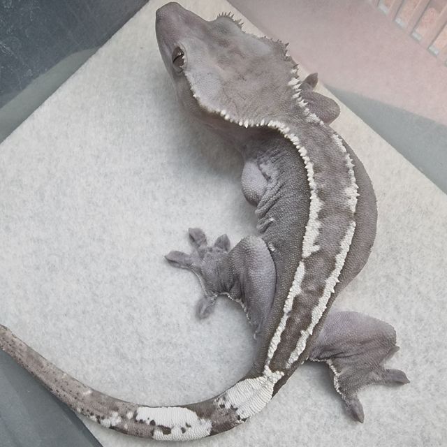 아잔틱