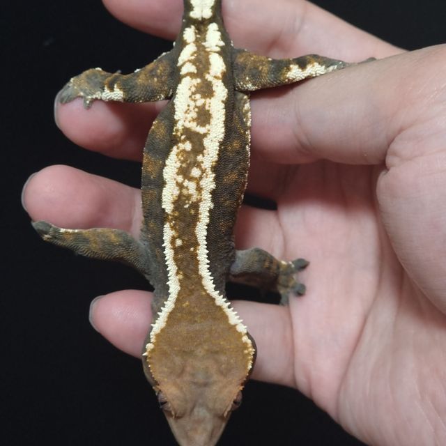 세이블