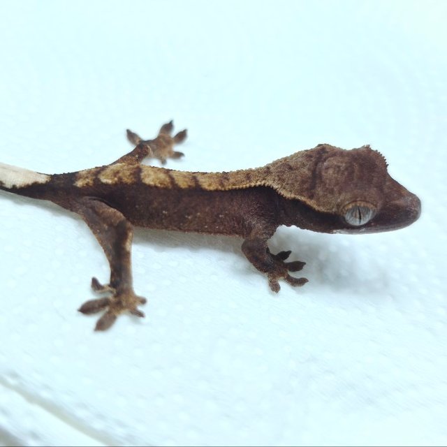 100%헷초초 100%헷아잔틱