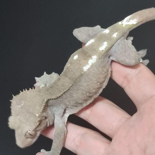 아잔틱