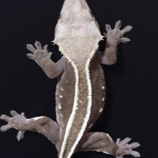 아잔틱