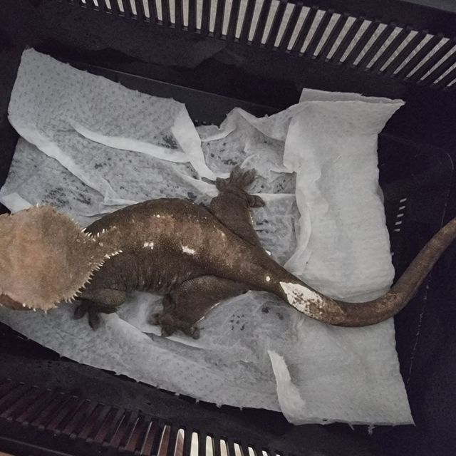 아잔틱