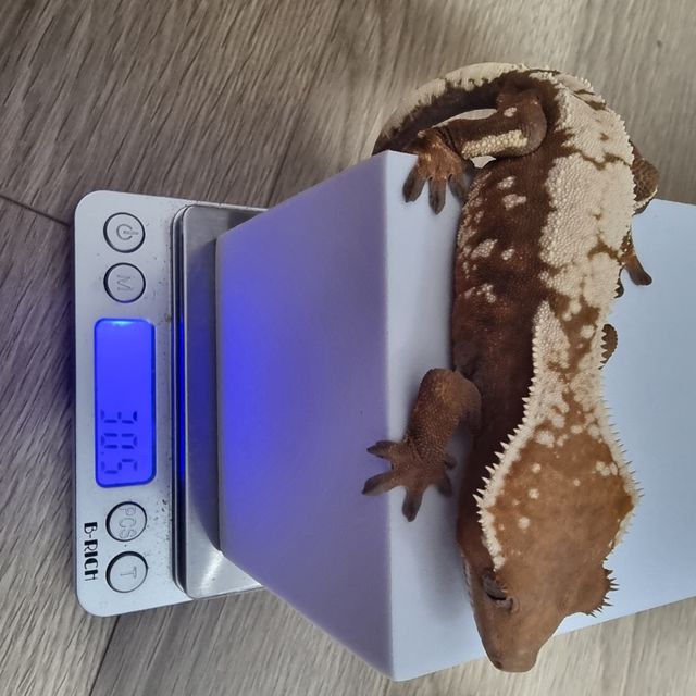 세이블