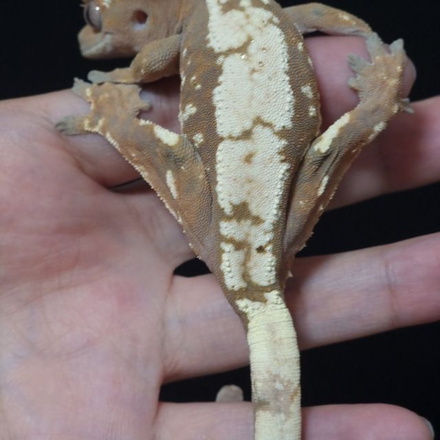 세이블