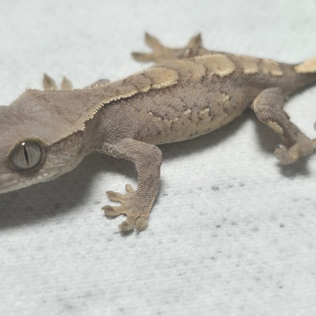 100%헷아잔틱 100%헷초초