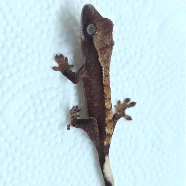 100%헷초초 100%헷아잔틱