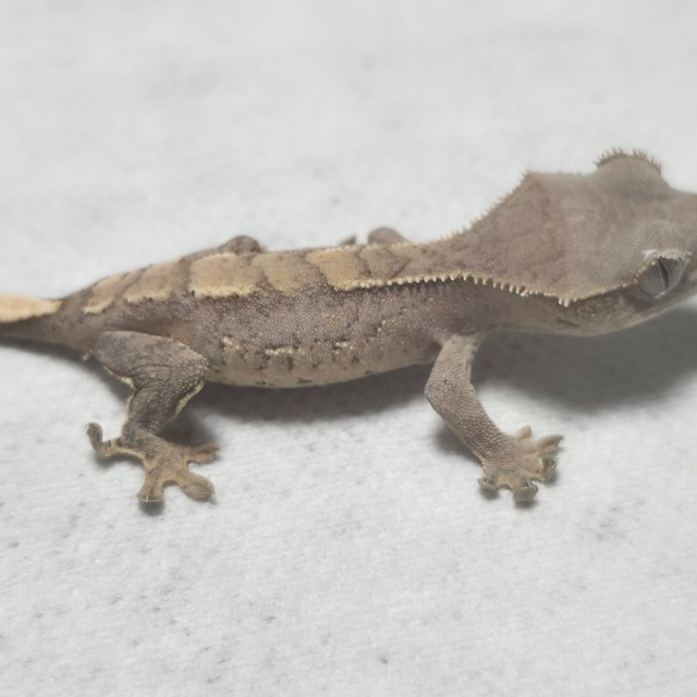 100%헷아잔틱 100%헷초초