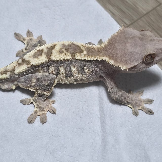 100%헷초초 카푸치노