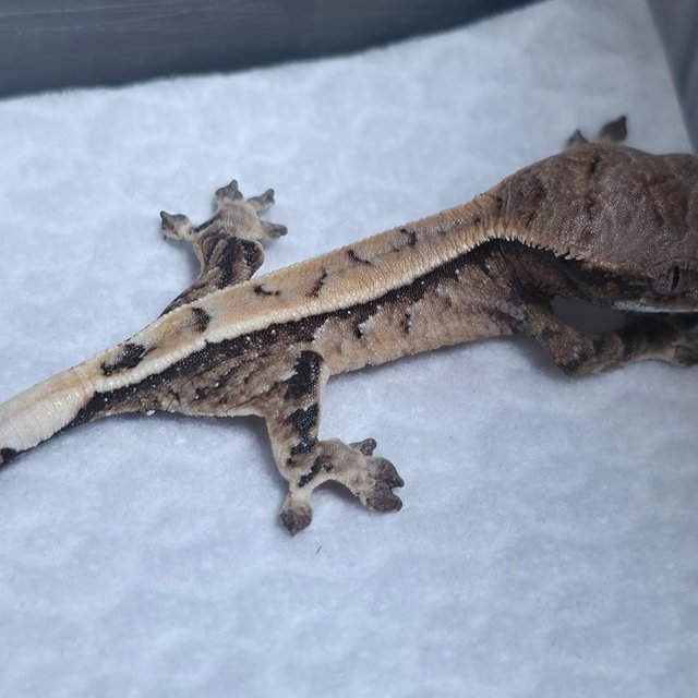 세이블 100%헷초초