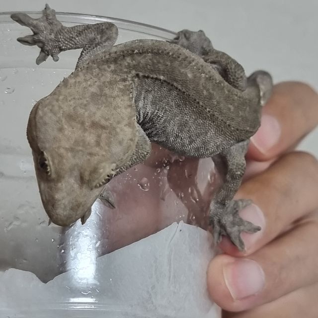 아잔틱