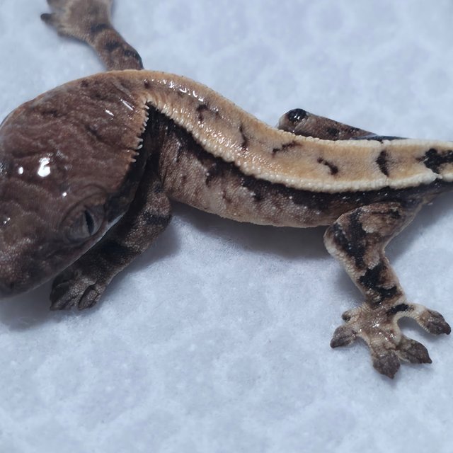 세이블 100%헷초초