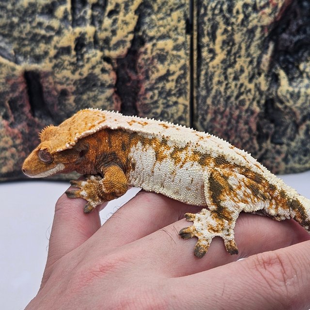 트라이 화이트스팟 텐저린