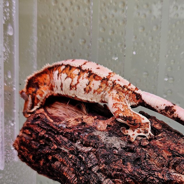 트라이 텐저린 화이트