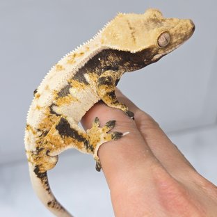 노멀 트라이 드리피