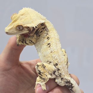 트라이 화이트스팟 드리피 노멀