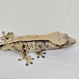 트라이 화이트스팟 노멀