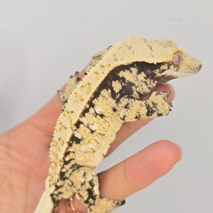 노멀 트라이 화이트스팟