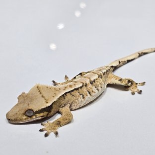 트라이 익스트림할리퀸 옐로우