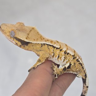 트라이 익스트림할리퀸 옐로우 노멀