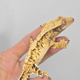 노멀 트라이 익스트림할리퀸