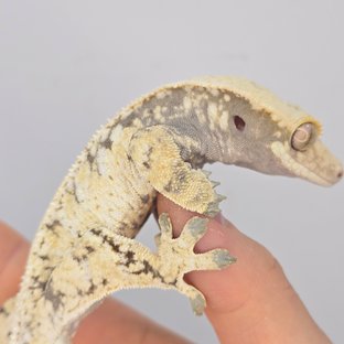 트라이 드리피 화이트스팟 노멀