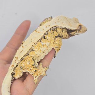 트라이 드리피 화이트스팟 노멀