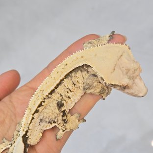 트라이 화이트스팟 노멀