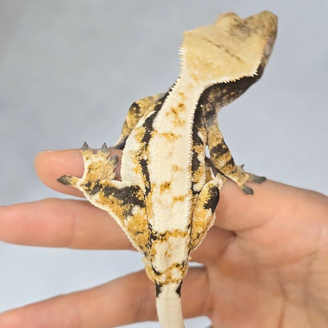 노멀 트라이 드리피