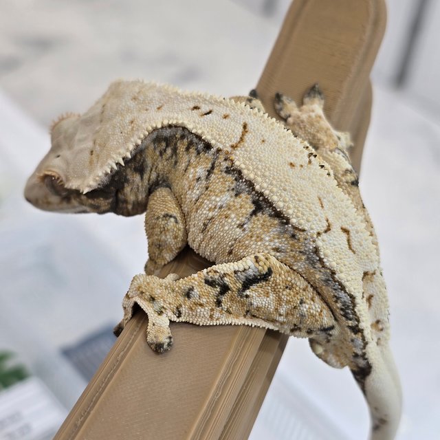 트라이 드리피 화이트스팟