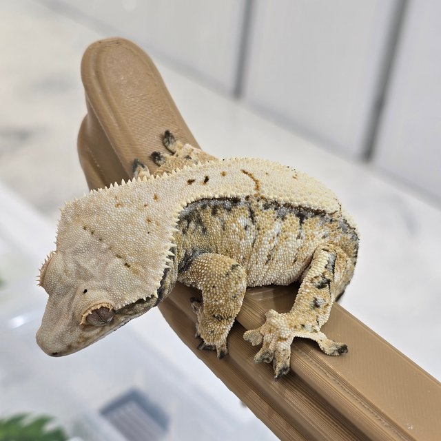 트라이 드리피 화이트스팟