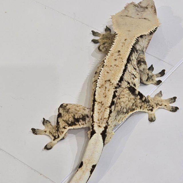 트라이 화이트스팟 노멀