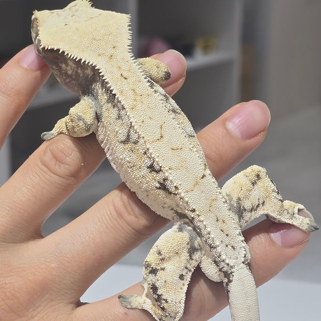 트라이 드리피 화이트스팟