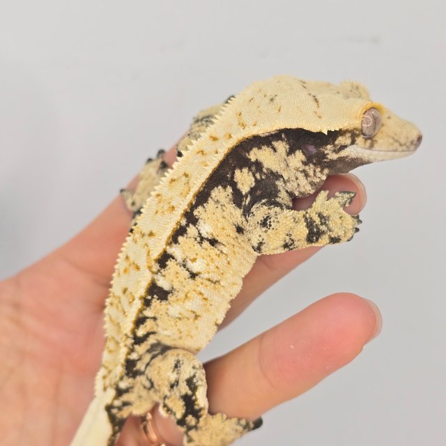 노멀 트라이 화이트스팟