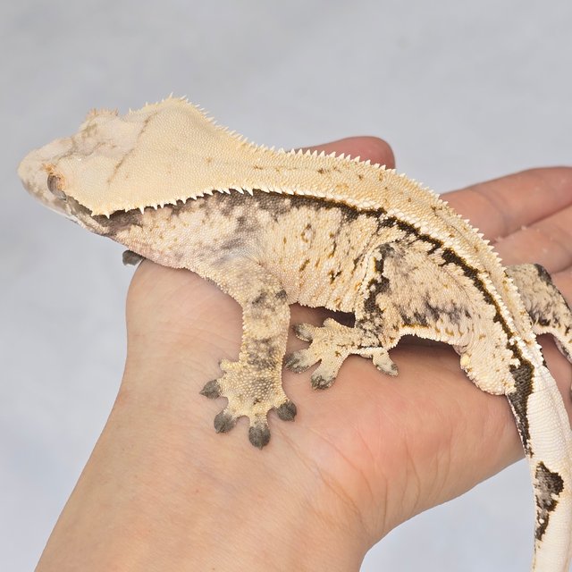 트라이 화이트스팟 노멀