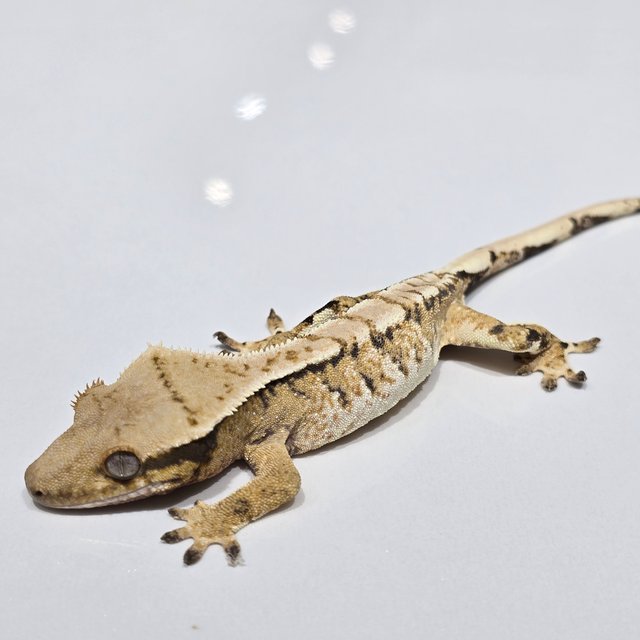 트라이 익스트림할리퀸 옐로우