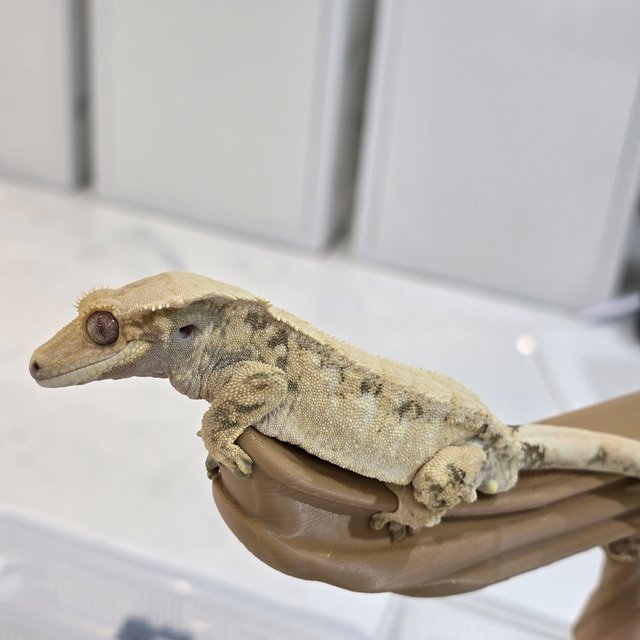 트라이 화이트스팟 드리피