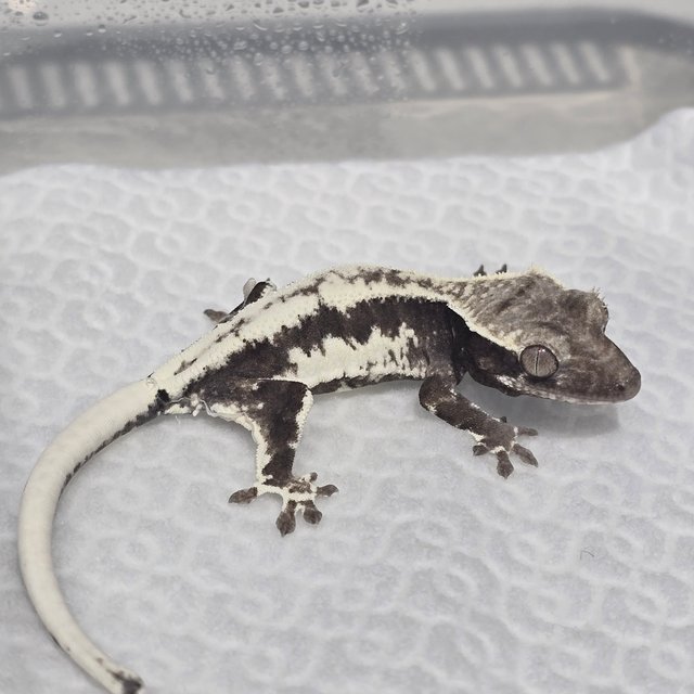 프라푸치노 아잔틱