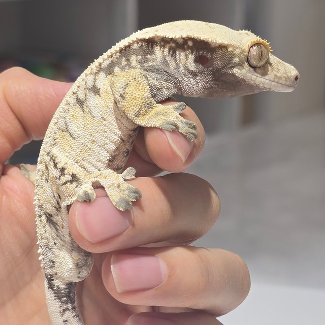 트라이 드리피 화이트스팟