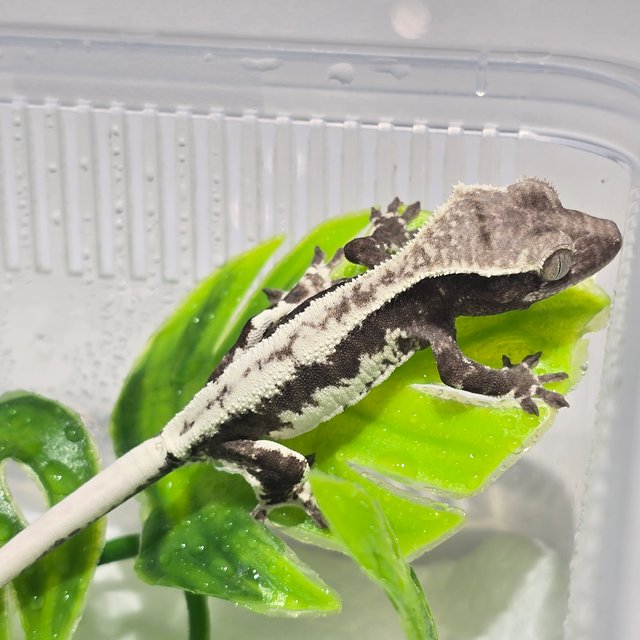 프라푸치노 아잔틱