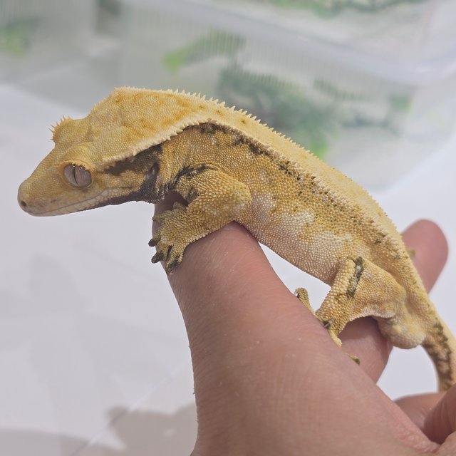 노멀 트라이 익스트림할리퀸