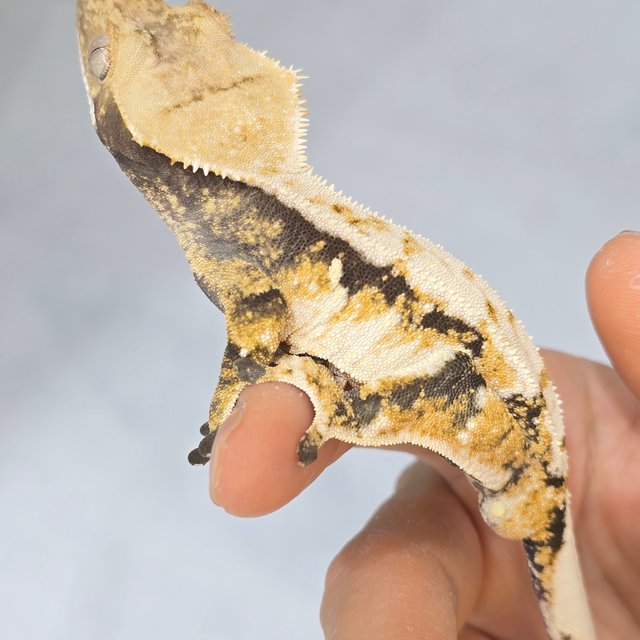 노멀 트라이 드리피