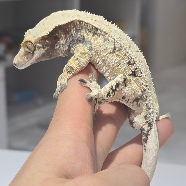 트라이 드리피 화이트스팟