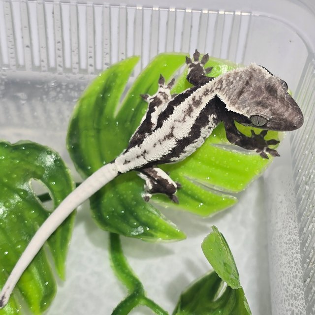 프라푸치노 아잔틱