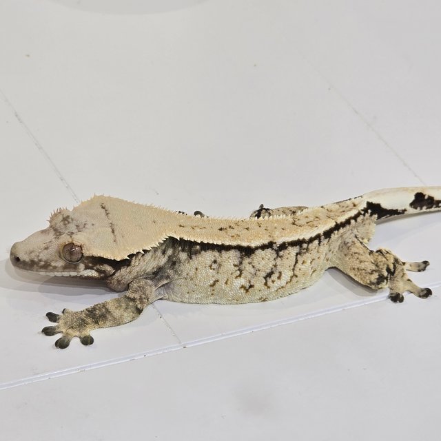 트라이 화이트스팟 노멀