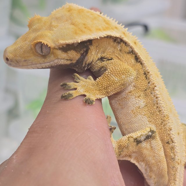 노멀 트라이 익스트림할리퀸