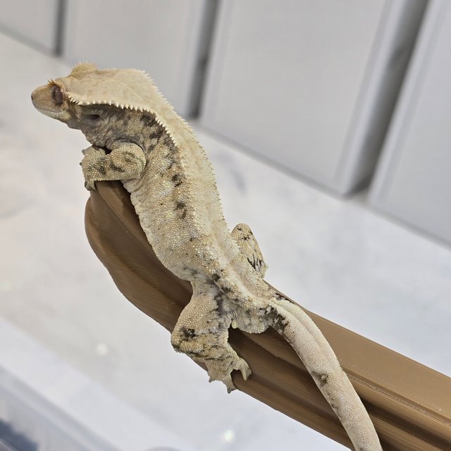 트라이 화이트스팟 드리피