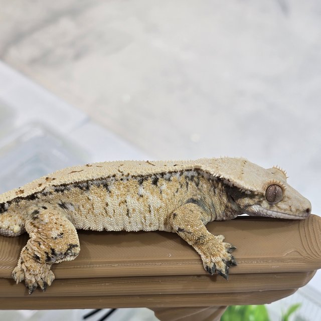 트라이 드리피 화이트스팟