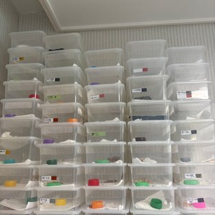 노멀 릴리화이트