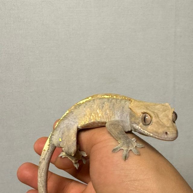 카푸치노